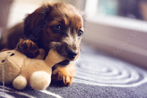 Dachshund puppy playing with teddy bear.Puppy fun.