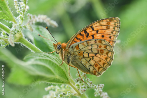Niobe Fritillary butterfly, Argynnis niobe. Fabriciana niobe beautiful butterfly on wild flowers © Ivan