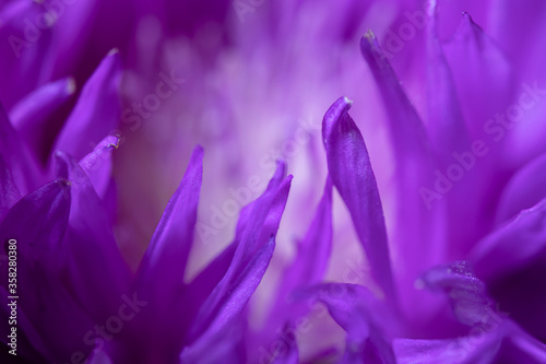 Fresh colorful composition from Spotted Knapweed or Star Thistle Honey - Centaurea maculosa. Summer wildflowers. Natural natural background. Macro shooting