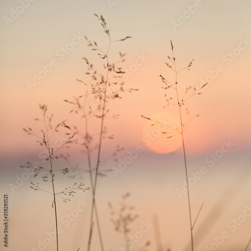 Selective soft focus of beach dry grass, reeds, stalks at pastel sunset light, blurred sea on background. Nature, summer © Natalia