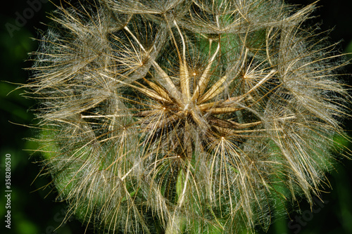 close up on flowers in nature