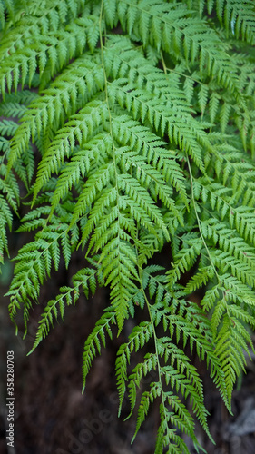 Tableau sur toile Green bracken fern fronds in layers against dark background