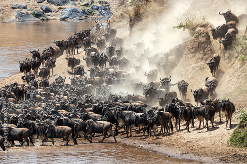 Pressure from behind forces the wildebeest herd to cross the Mara River © Rixie