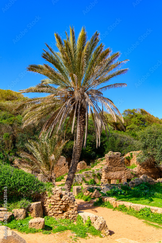 Tipasa, a colonia in Roman province Mauretania Caesariensis, nowadays Algeria. UNESCO World Heritage Site