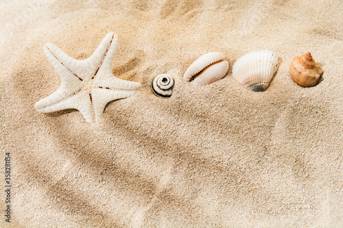 Sea shells and star on sand with shadow of tropic palm. Copy space. Holiday summer design background. Mockup