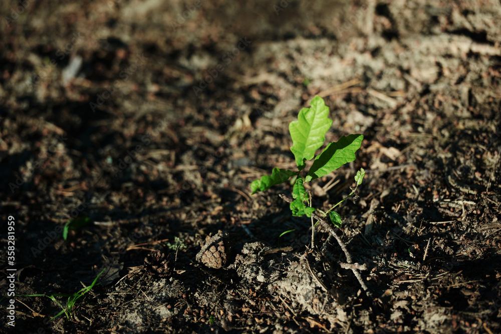 green sprout in the land green sprout in the land