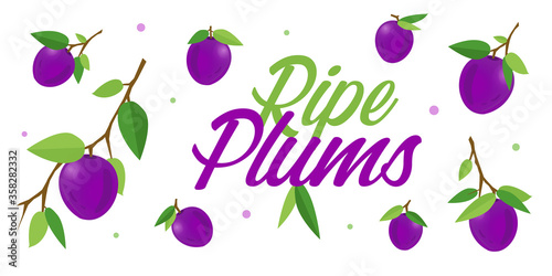 Ripe violet or lilac plums on branches with green leaves. Cartoon vector illustration of fresh fruits on white background for leaflets, flyers, banners, posters, decor or print design