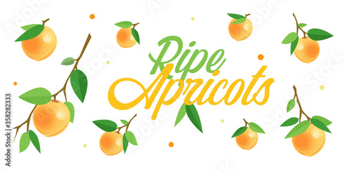 Ripe orange apricots on branches with green leaves. Cartoon vector illustration of fresh fruits on white background for leaflets  flyers  banners  posters  decor or print design