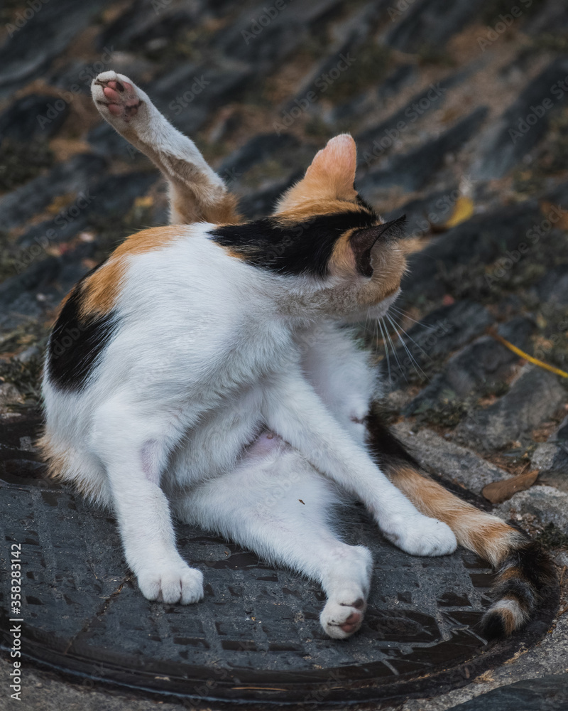 Fototapeta premium Gato lamiéndose en la calle.