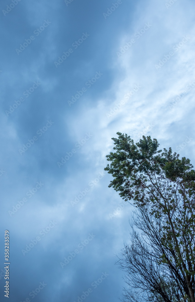 Branches of a tree silhouetted against and overcast and stormy sky image for background use in vertical format Branches of a tree silhouetted against and overcast and stormy sky image for background use in vertical format