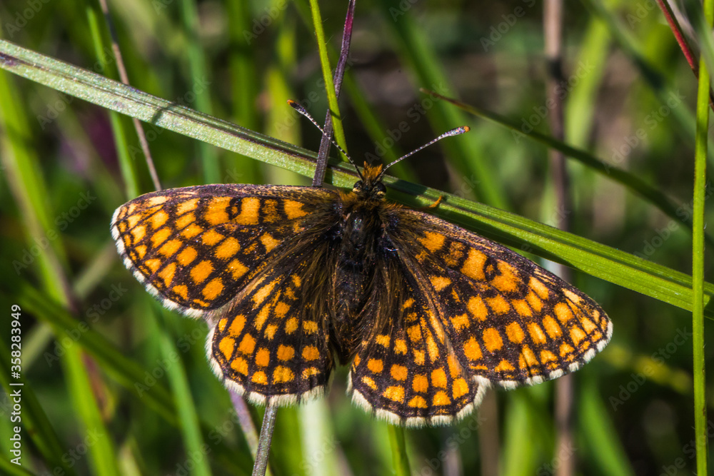 Heath Fritillary,
Melithaea athalia,
endangerd,
fritillary,
marsh fritillary.
silence,
Brush-footed butterfly,
brushfoots,
moth,
butterfly,
order Lepidoptera,
insectHeath Fritillary (Melitaea athalia)