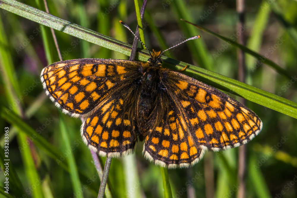 Heath Fritillary,
Melithaea athalia,
endangerd,
fritillary,
marsh fritillary.
silence,
Brush-footed butterfly,
brushfoots,
moth,
butterfly,
order Lepidoptera,
insectHeath Fritillary (Melitaea athalia)