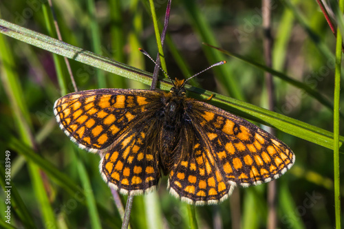 Obraz na płótnie Heath Fritillary,
Melithaea athalia,
endangerd,
fritillary,
marsh fritillary.
silence,
Brush-footed butterfly,
brushfoots,
moth,
butterfly,
order Lepidoptera,
insectHeath Fritillary (Melitaea athalia) w salonie
