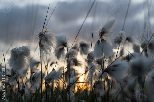 Bog cotton grass growing in cultivated peat bog in rural Ireland during sunset
