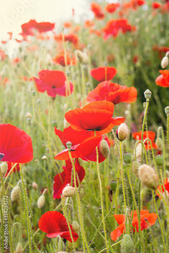 meadow full of blooming poppies