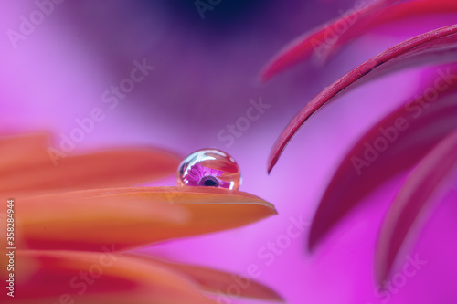 water drops on pink flower © Evgeny