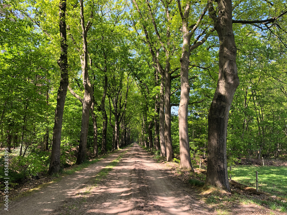 Forest around Leo-Stichting (little-Borklo) in Gelderland Forest around Leo-Stichting (little-Borklo) in Gelderland