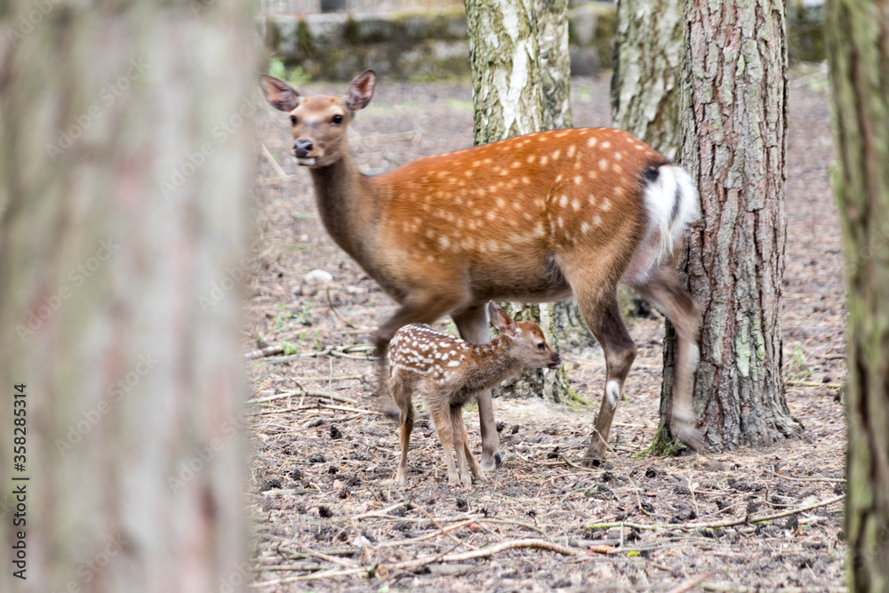 Fototapeta premium reh mit kitz