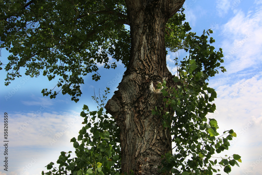 Fototapeta premium Albero di pioppo in pianura si staglia sull’azzurro intenso del cielo in una giornata d’estate, dettagli del tronco