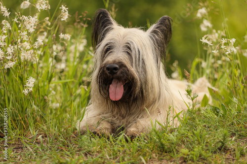 Skye Terrier in the summer grass photo