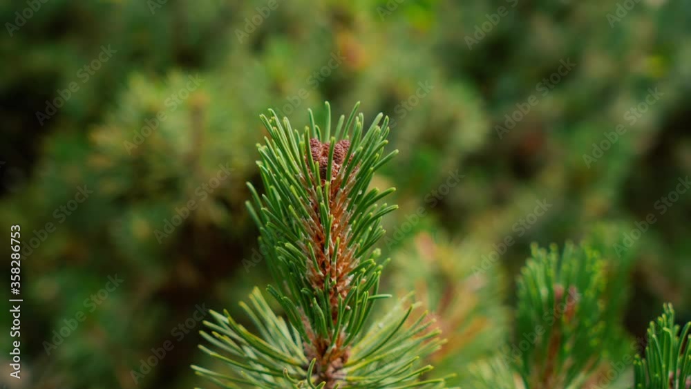Beautiful spruce close-up. green color. Beautiful plant. Nature.
