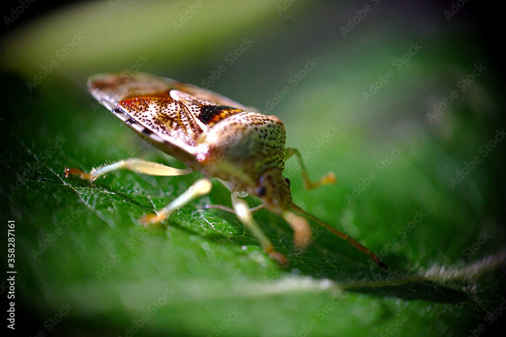 Naklejka premium forest bug on a birch leaf
