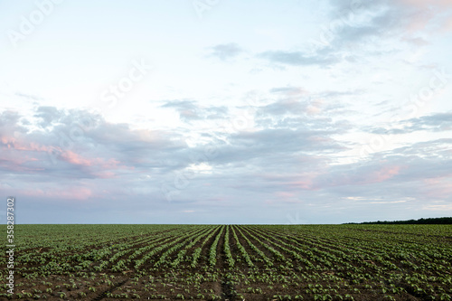 Beautiful cloudy sky over the sown field. Sunset view