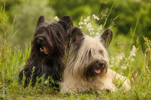 Fotografiet Skye Terrier in the summer grass