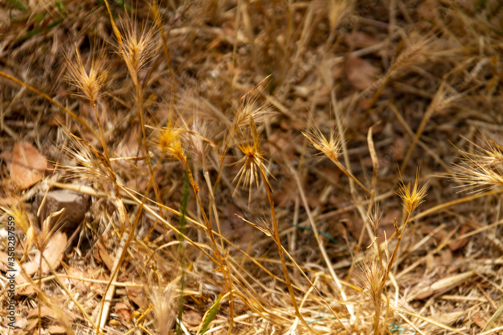 Background. Texture. Stalks of old dry grass. Background. Texture. Stalks of old dry grass.