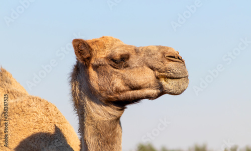African Camel in the Namib desert.  Funny close up. Namibia
