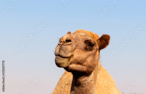 African Camel in the Namib desert.  Funny close up. Namibia © Yuliia Lakeienko