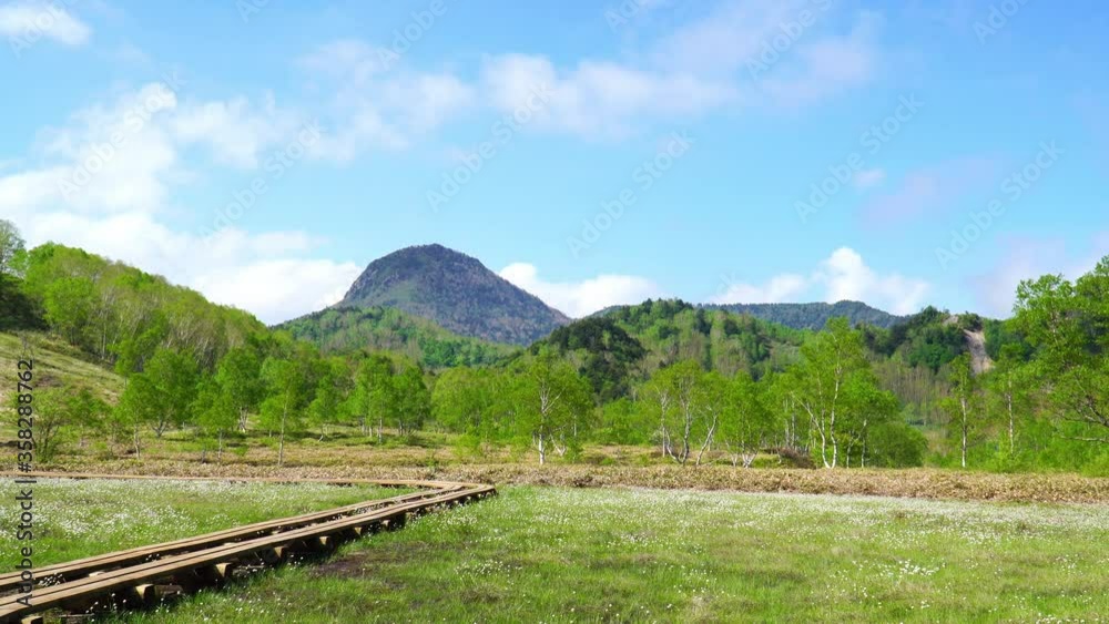 ワタスゲが咲く田ノ原湿原