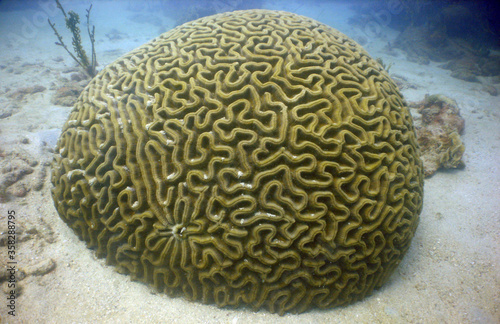 underwater sea turtle caribbean sea Venezuela