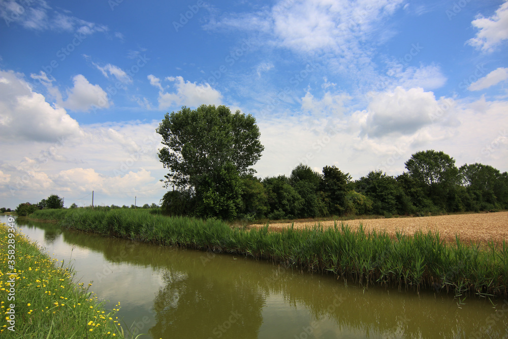 Fototapeta premium Paesaggio di pianura: veduta con canale d’irrigazione e un grande pioppo che si staglia sull’azzurro del cielo in una giornata d’estate
