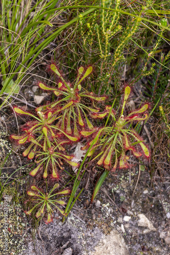 Drosera glabripes in Fernkloof Nature Reserve, Western Cape, South Africa