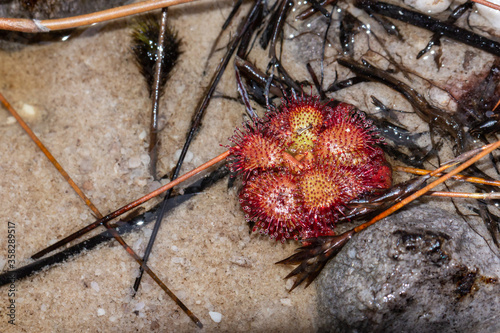 Drosera admirabilis in Fernkloof Nature Reserve, Western Cape, South Africa photo