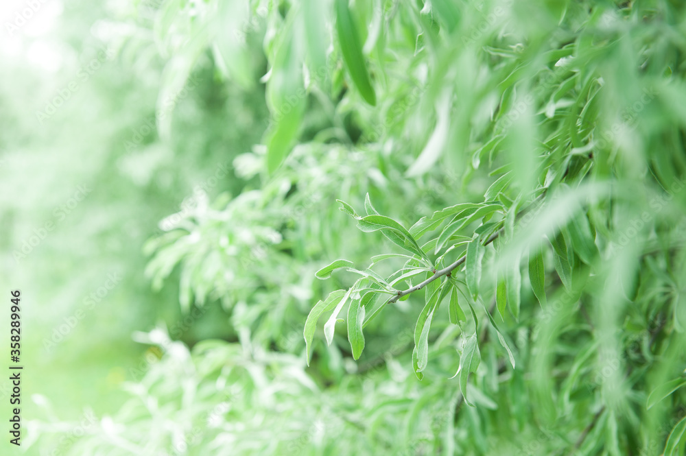 Beautiful abstract green plant of tree background Beautiful abstract green plant of tree background