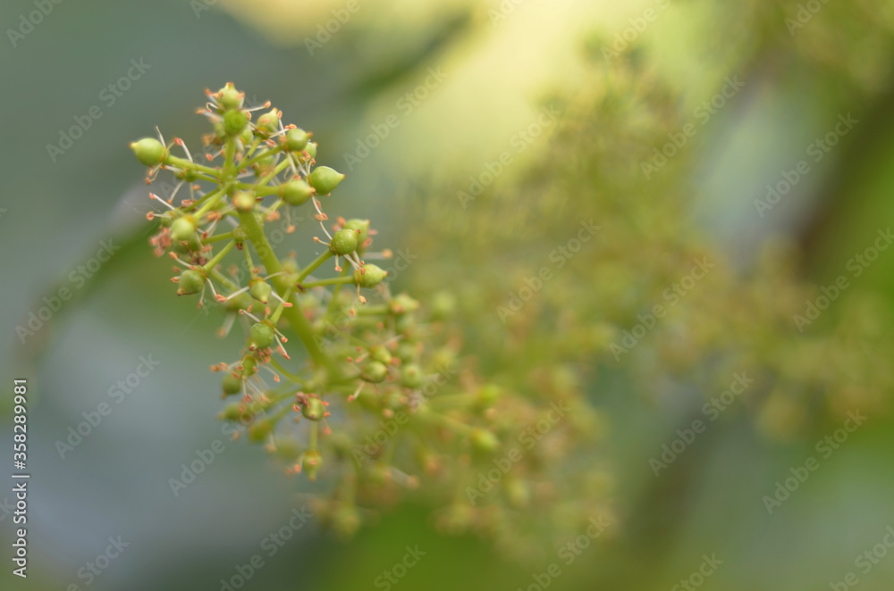 flowering grapes in the garden
flowering grapes in the garden