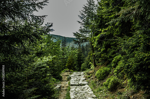 Hiking trail in the dark forest