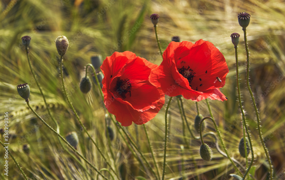 Obraz premium Poppy