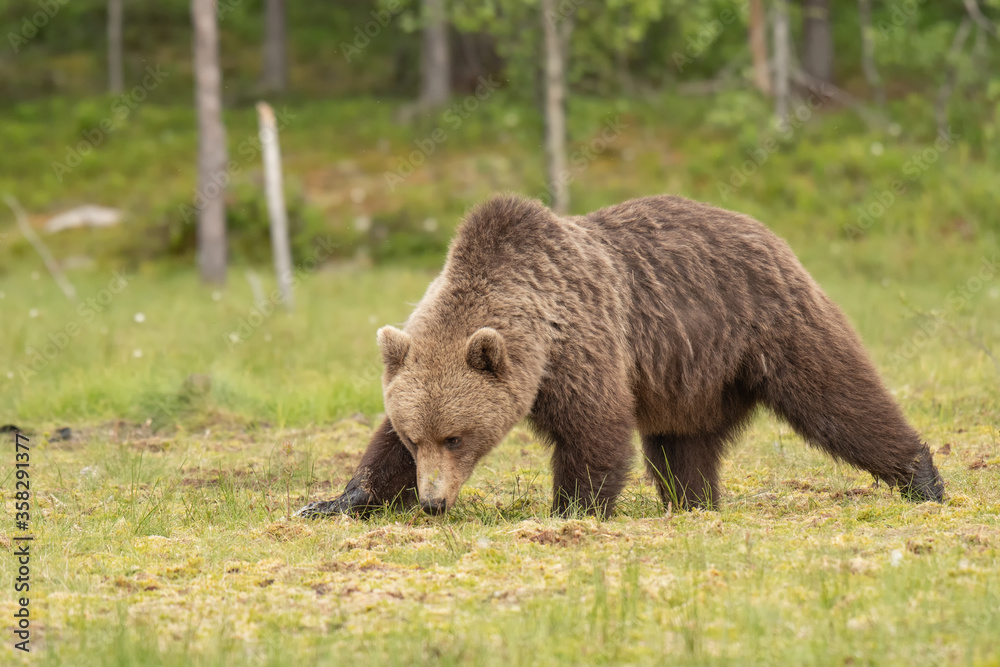 Brown bear (Ursus arctos) walking on a Finnish bog on a sunny summer evening