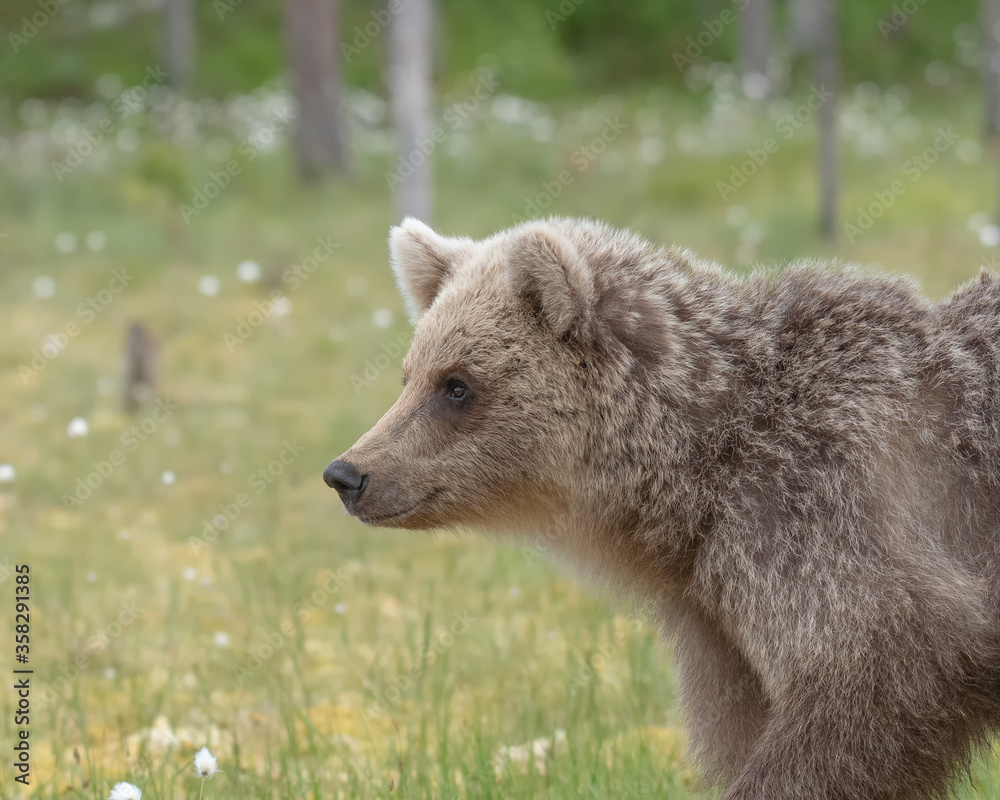 Fototapeta premium Young Brown bear (Ursus arctos) walking on a Finnish bog on a summer evening