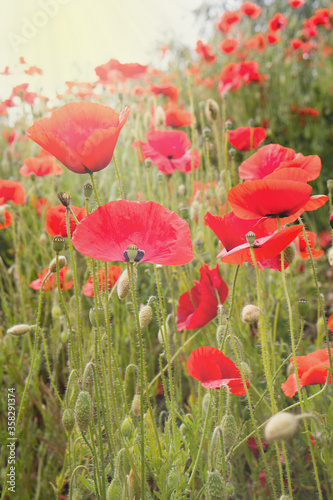 red poppy flowers in field
