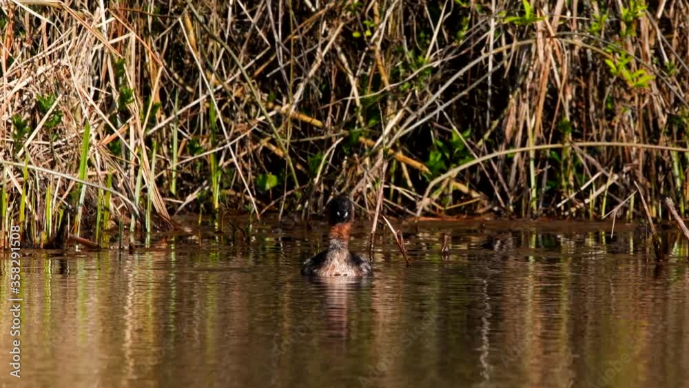 Little Grebe on the water in his environment. His Latin name is Tachybaptus ruficollis. Little Grebe on the water in his environment. His Latin name is Tachybaptus ruficollis.