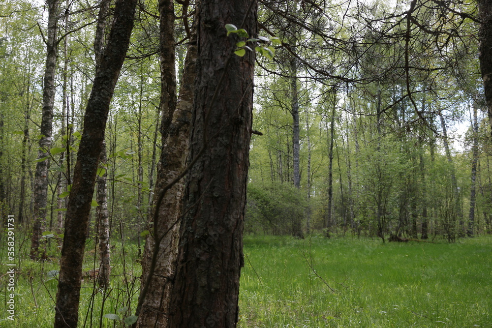 Fototapeta premium trees in the forest