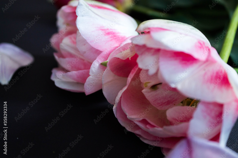 Fototapeta premium pink and white tulips on a black background
