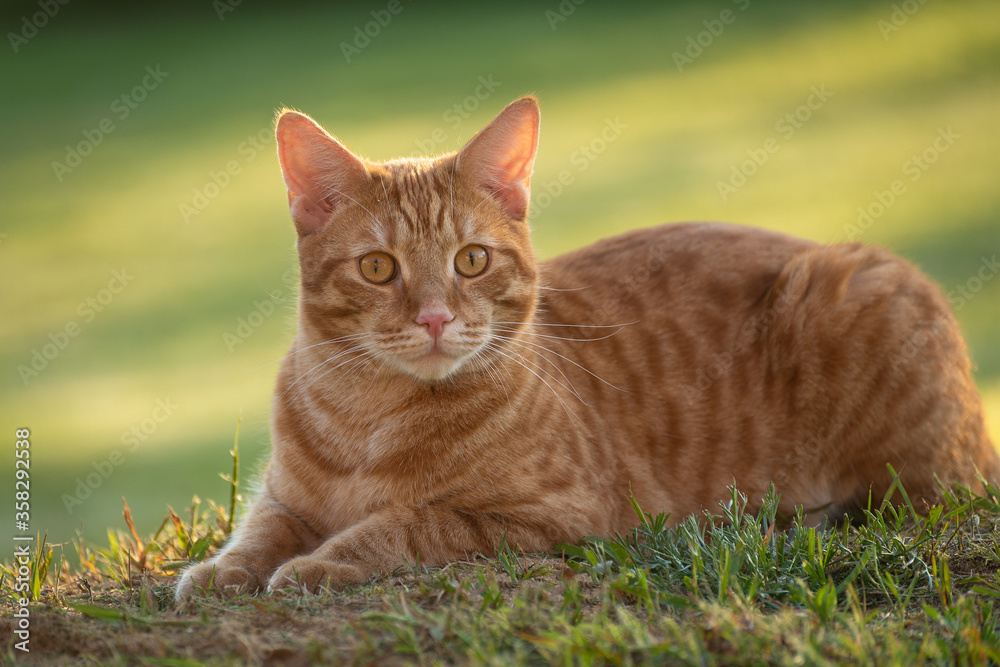Red cat lying on the grass