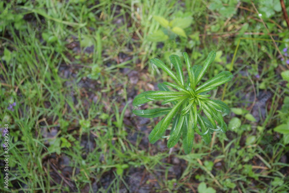 moss on the ground moss on the ground