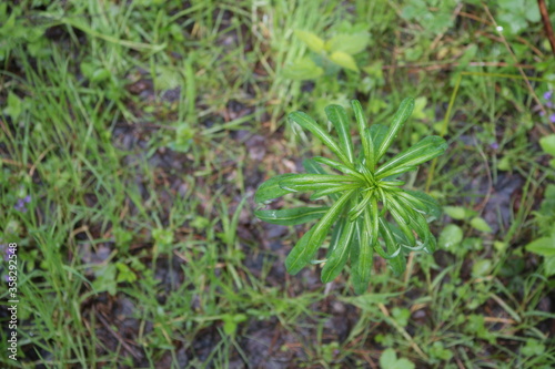 moss on the ground