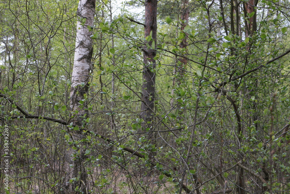 Fototapeta premium spring tree branches